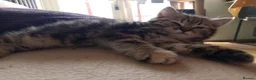 Mixed Breed cats for sale: Tabby and blue tortie girls looking forever home  - Advert 6