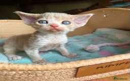 Devon Rex cats for sale: Adorable pure Devon Rex kittens  - Image 30