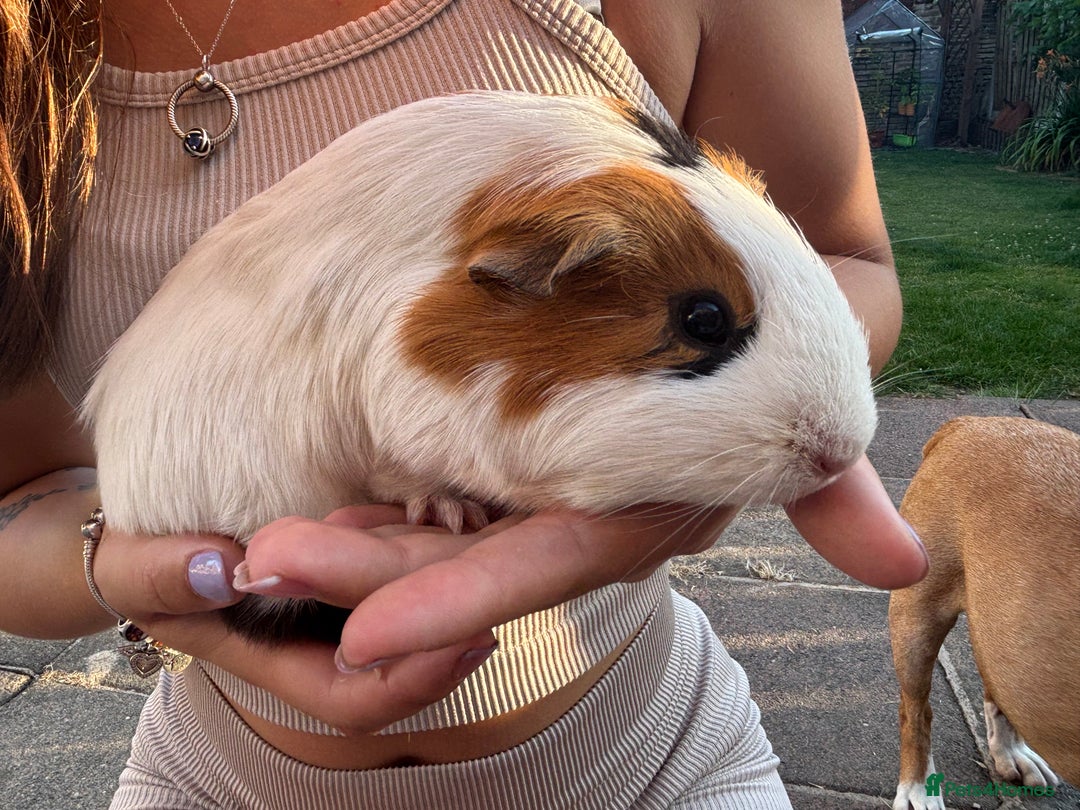 Guinea Pig rodents for sale: Baby guinea pigs for sale - Image 27