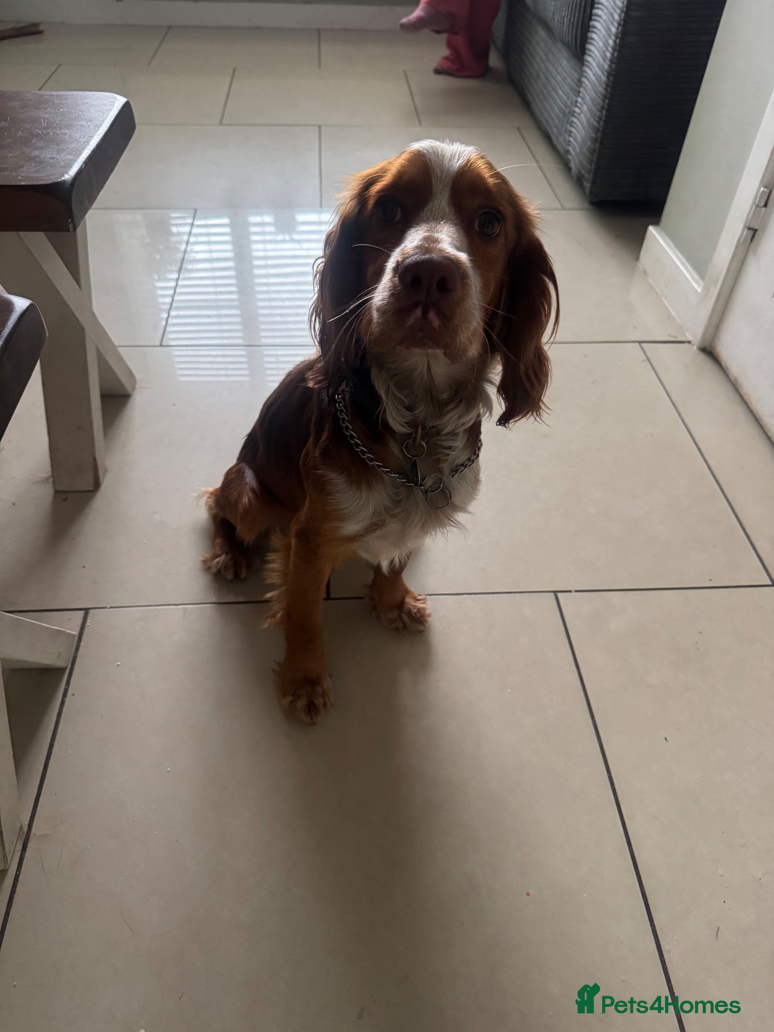 Cocker Spaniel dogs Mylo 14 month old working cocker - Advert 4
