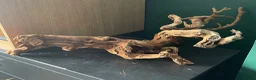 Python Snake reptiles for sale: Complete Setup With Female Royal Python - Advert 14