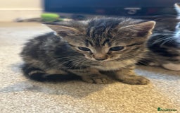 Bengal cats for sale: Bengal cross kittens  in Woodstock - Image 7