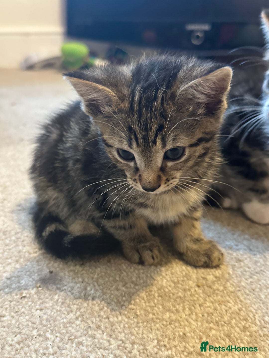 Bengal cats for sale: Bengal cross kittens  in Woodstock - Image 7