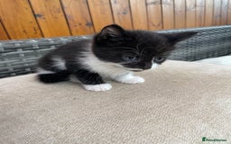 Mixed Breed cats for sale: Two male tuxedo kittens  - Image 7