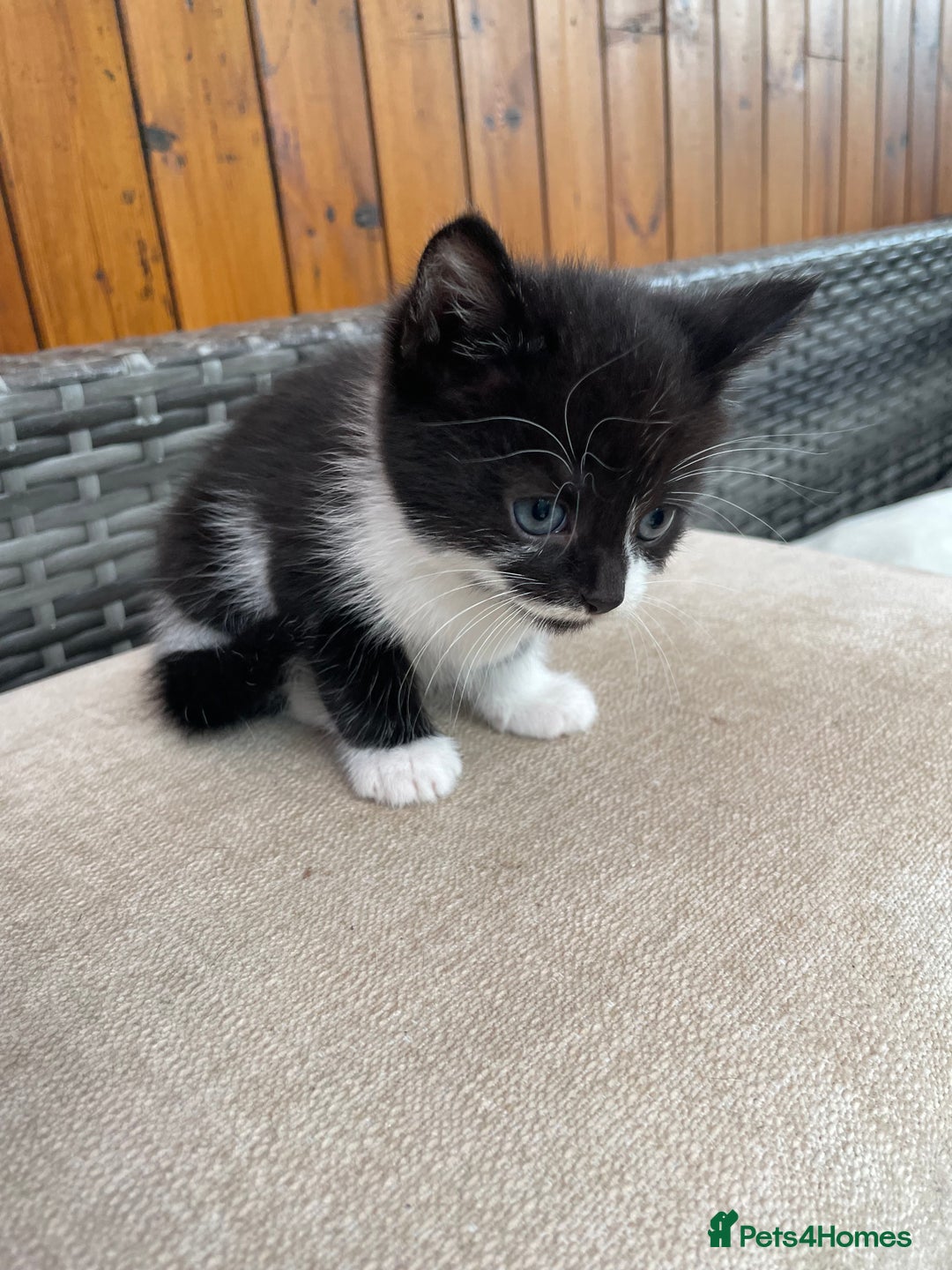 Mixed Breed cats for sale: Two male tuxedo kittens  - Image 7