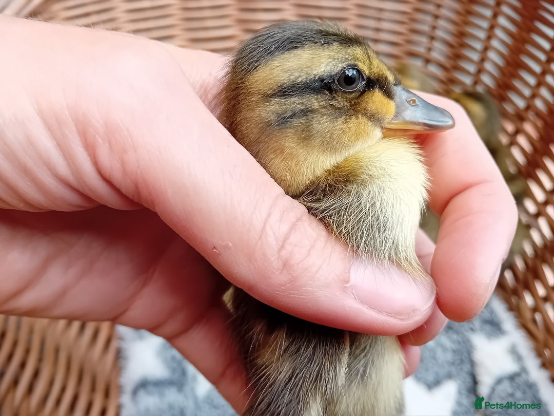 Ducks poultry for sale: Apricot and Mallard Indian Runner Ducklings - Image 6