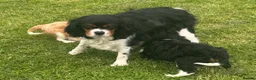 Cavalier King Charles Spaniel dogs for sale: Healthy DNA clear affectionate cuddly pups - Advert 2