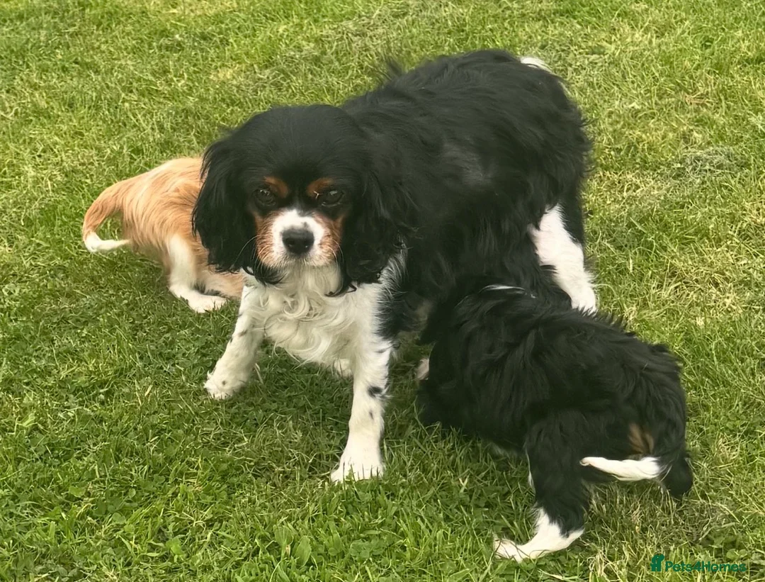 Cavalier King Charles Spaniel dogs for sale: Healthy DNA clear affectionate cuddly pups - Advert 2