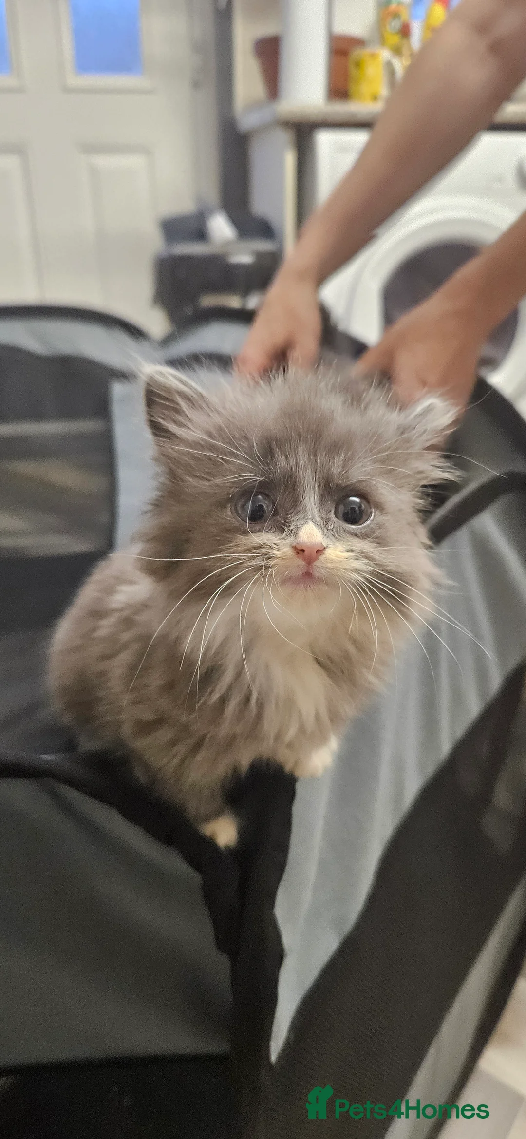 Mixed Breed cats for sale: Munchkin Kittens ready for their forever home - Advert 13