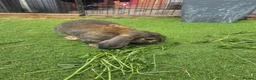 Mixed Breed rabbits for sale: Mix bunnies  - Advert 4