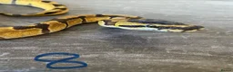 Python Snake reptiles for sale: Hatchling royal pythons. - Advert 21
