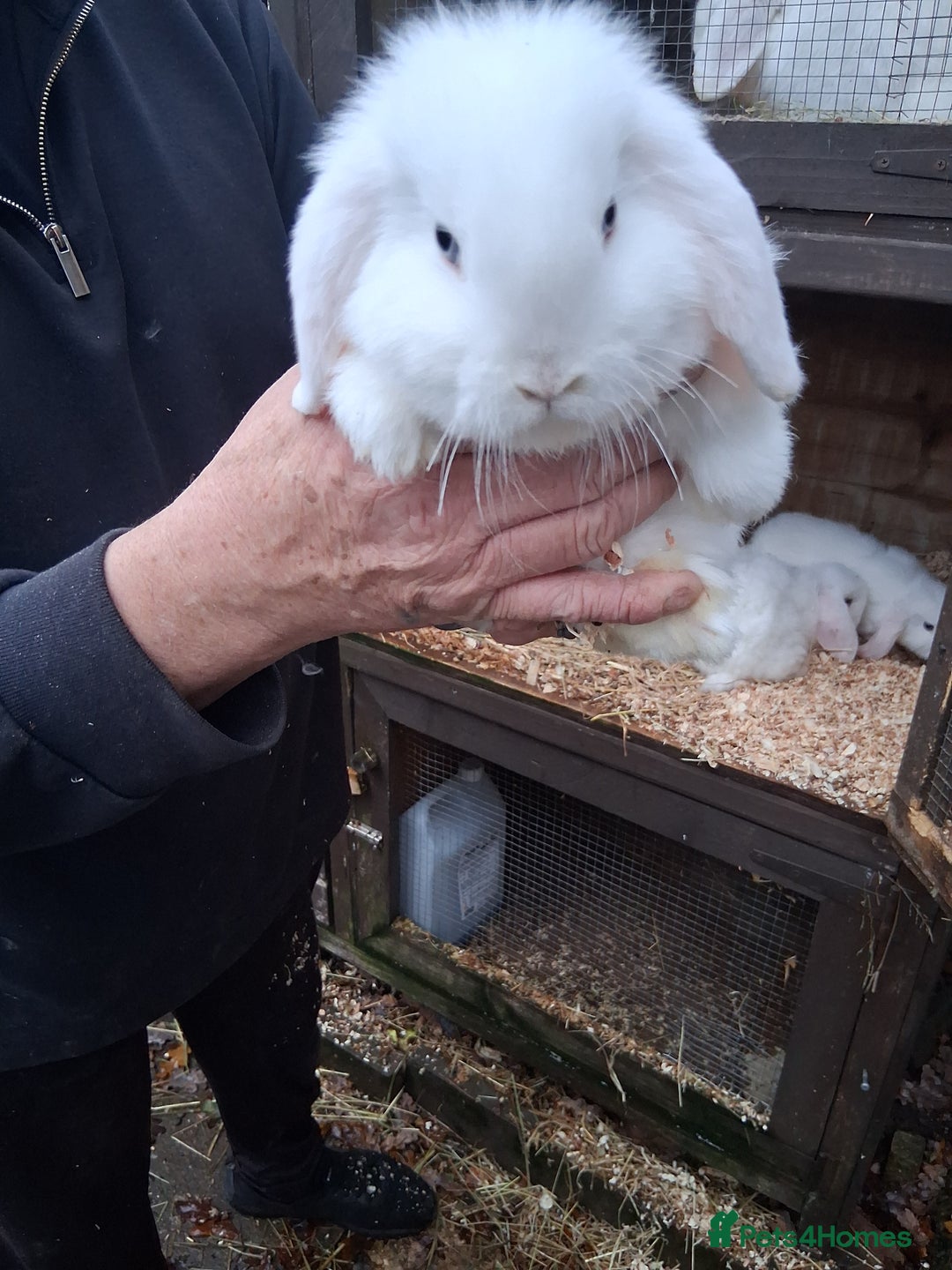 Mini Lop rabbits for sale: Mini lop baby rabbits - Advert 2