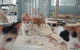Domestic Shorthair cats for sale: Gorgeous kittens available now - Image 8