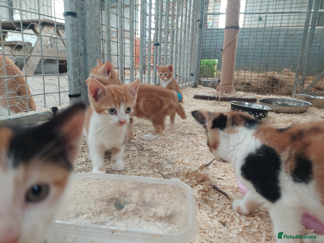 Domestic Shorthair cats for sale: Gorgeous kittens available now - Image 8