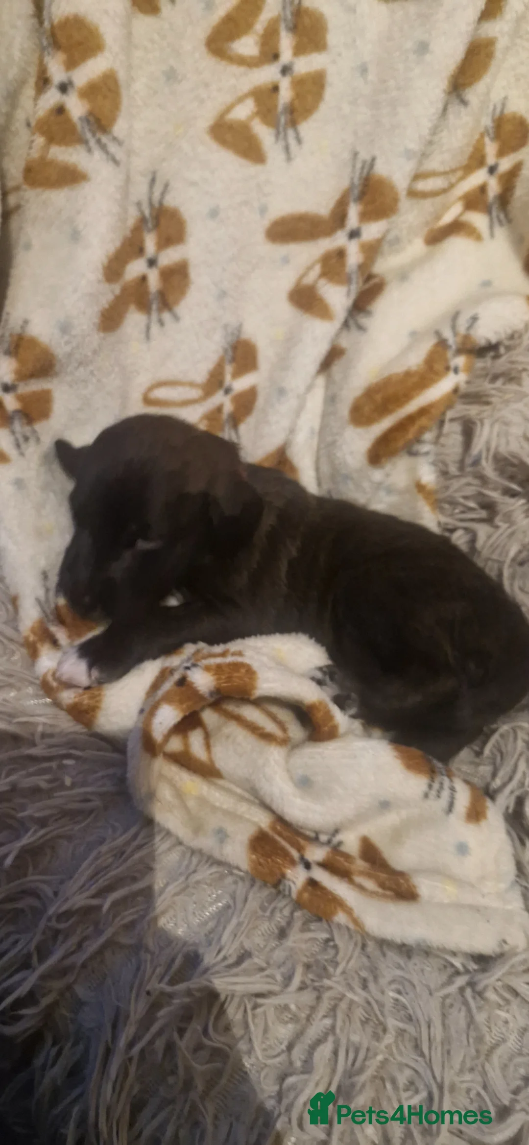 Mixed Breed dogs for sale: F1 Whippet Bedlington - Advert 2