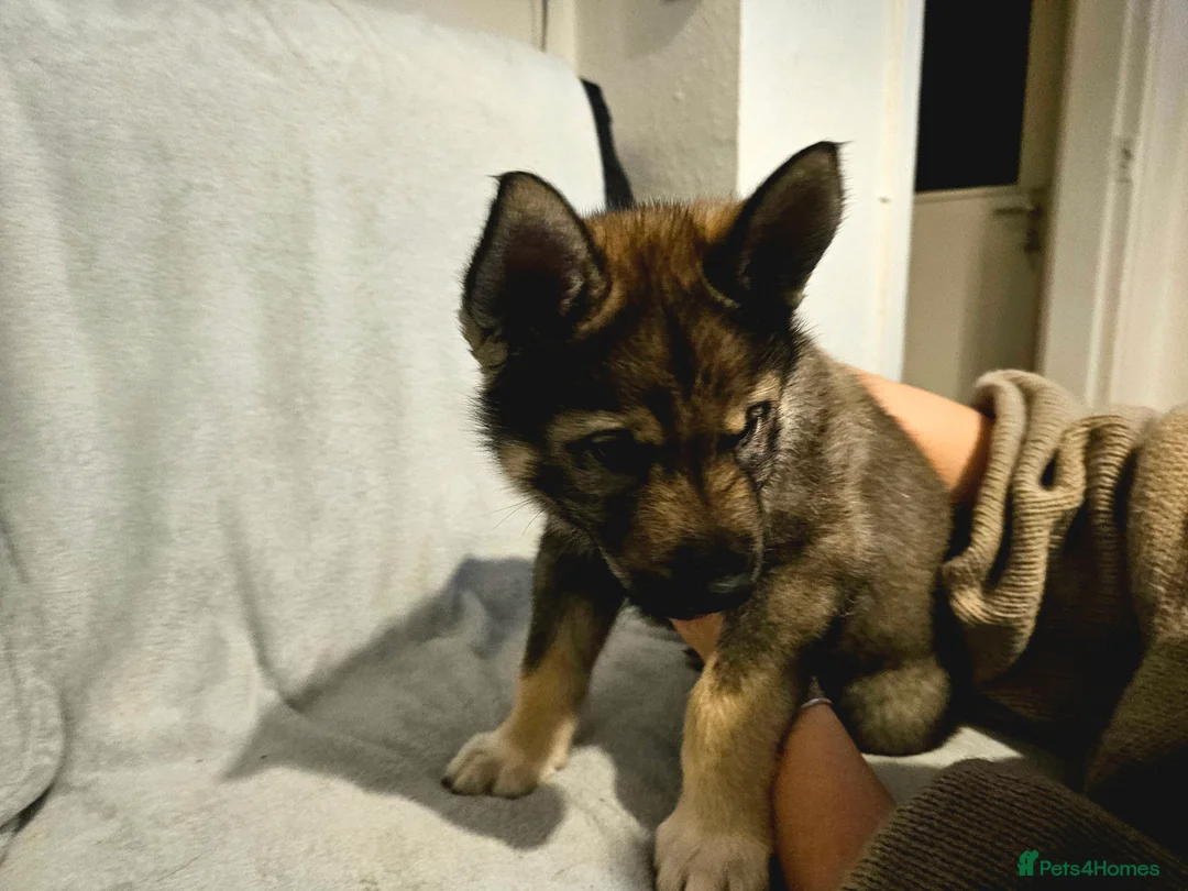 Utonagan dogs for sale: German Shep x Malamute x Husky Puppies - Advert 15