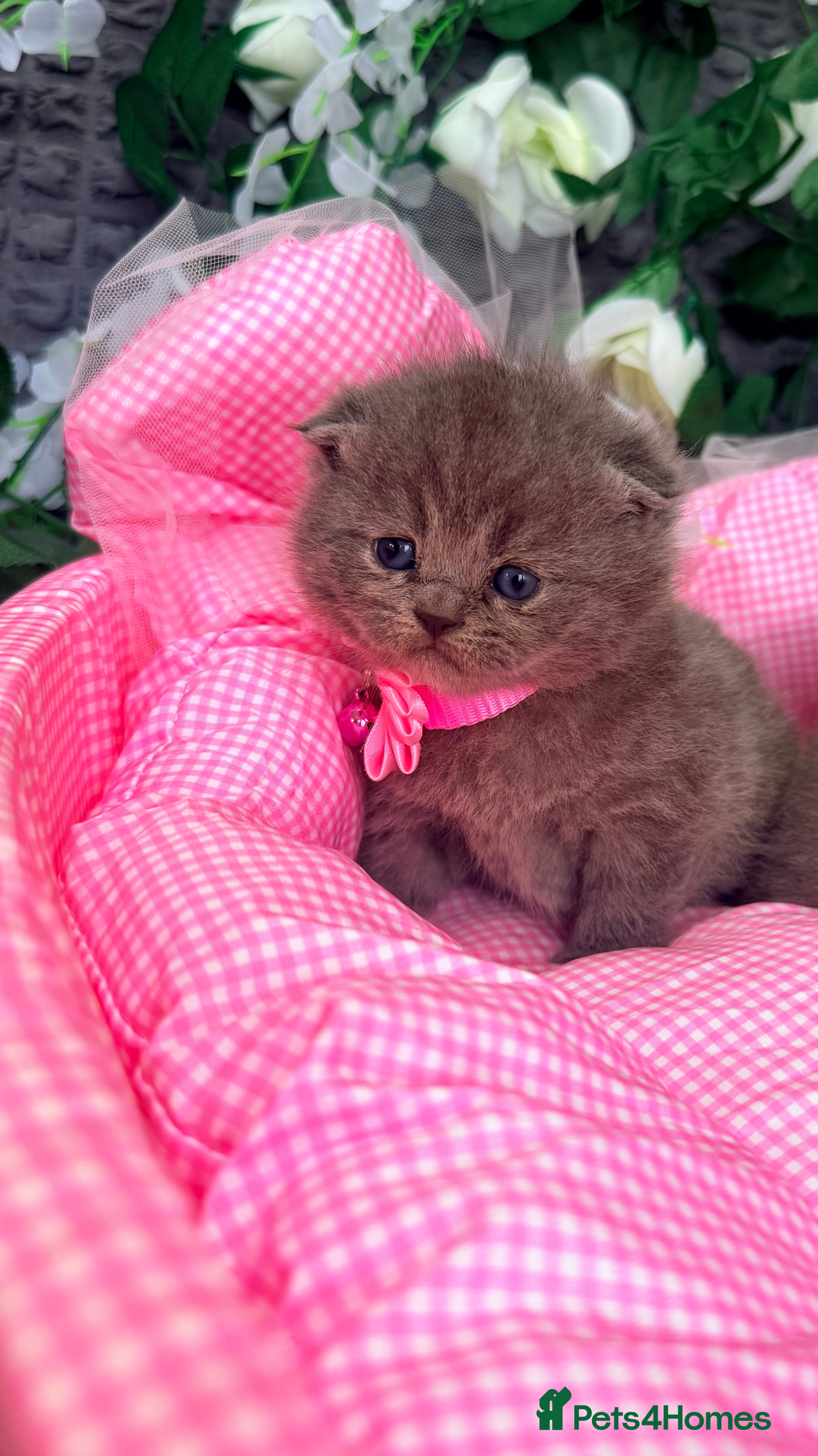 British Shorthair cats ❤️❤️❤️ Ready for booking.❤️❤️❤️ - Advert 1