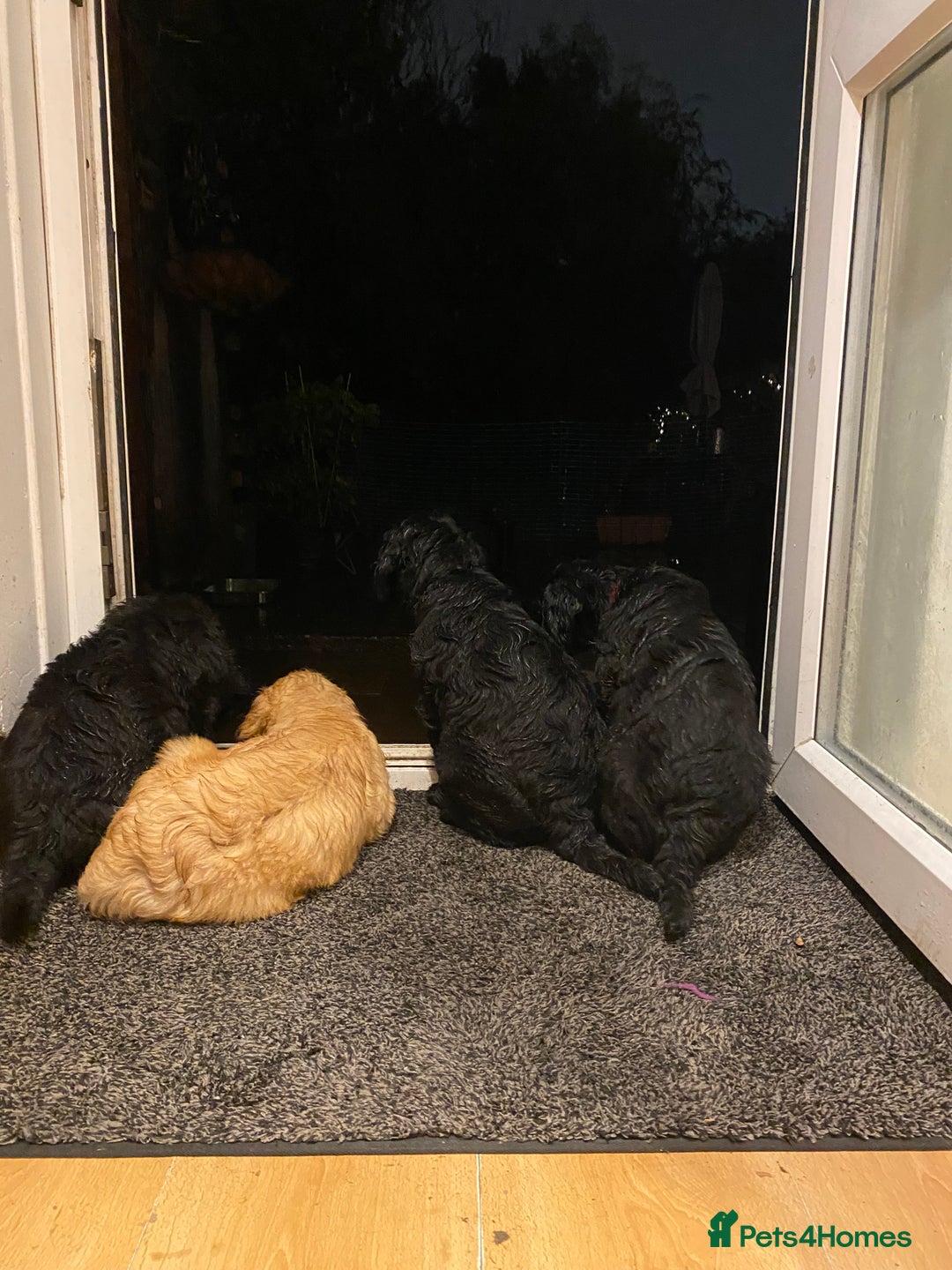 Goldendoodle dogs for sale: Black Phantom Goldendoodles Ready For A New Home! - Advert 11