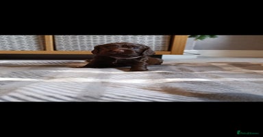 Cocker Spaniel dogs ShowxWorking Cocker Spaniels, DNA HEALTH tested - Advert 11