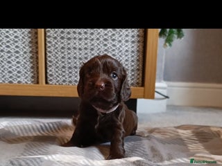 Cocker Spaniel dogs ShowxWorking Cocker Spaniels, DNA HEALTH tested - Advert 1