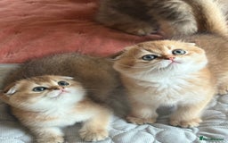 Scottish Fold cats for sale: GOLDEN CHINCHILLA SCOTTISH FOLDS - Image 1