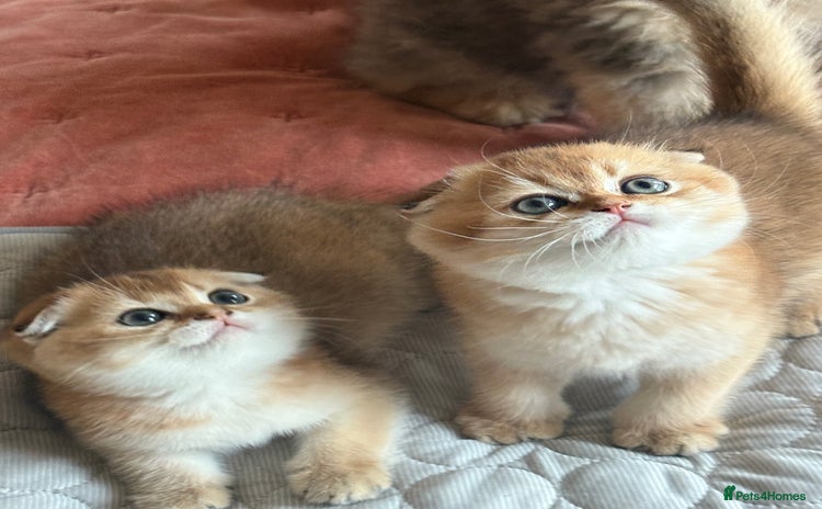 Scottish Fold cats - Advert 2