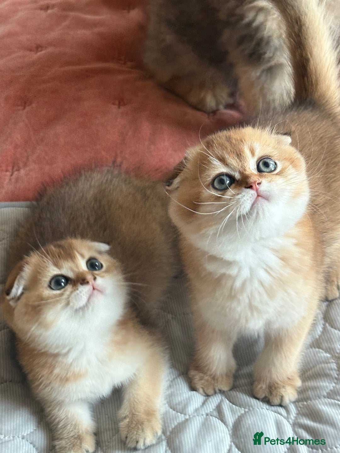 Scottish Fold cats for sale: GOLDEN CHINCHILLA SCOTTISH FOLDS - Image 1