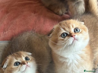 Scottish Fold cats - Advert 7