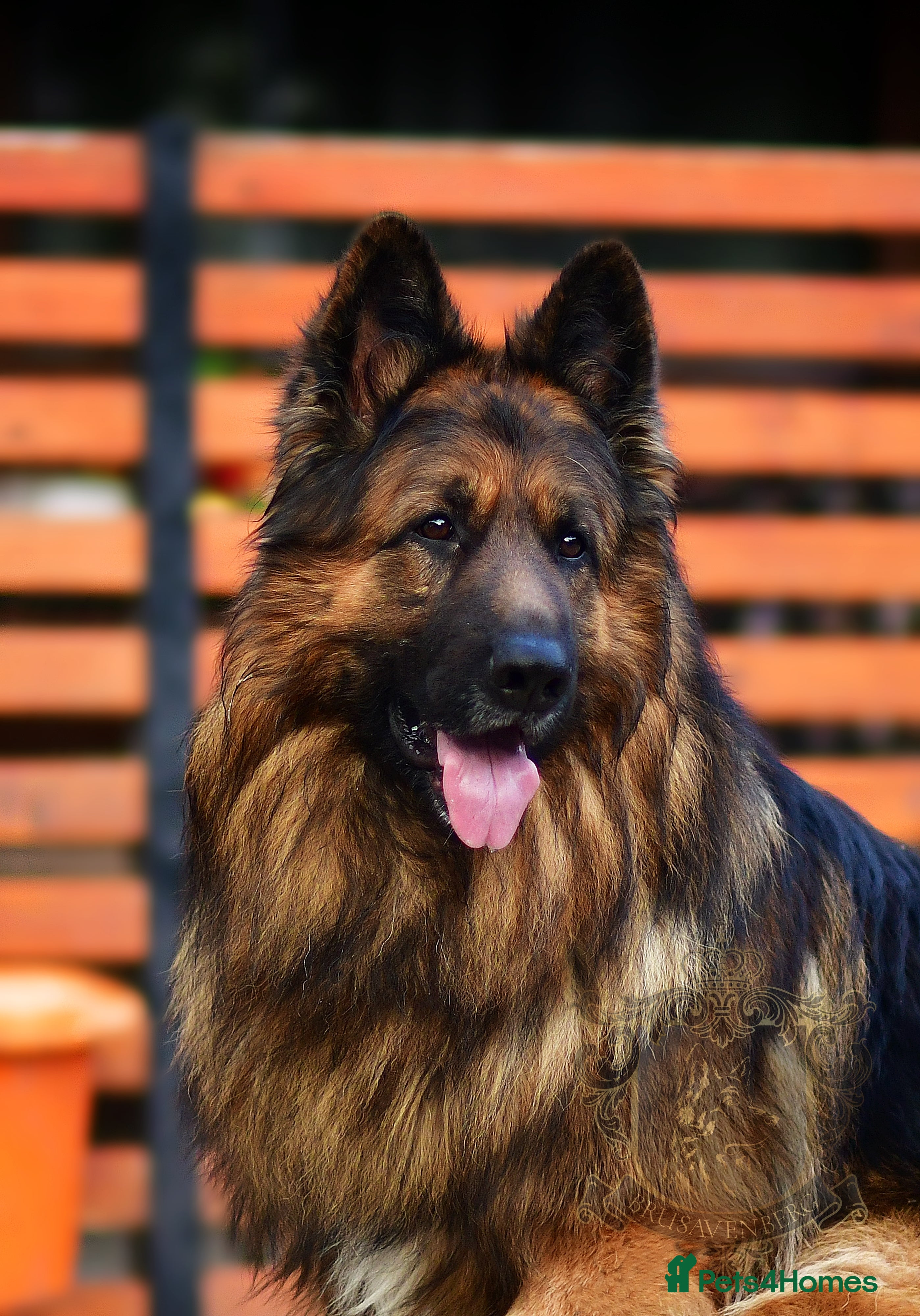 German Shepherd dogs ADULT MALE LONGHAIRED GERMAN SHEPHERD KC REG - Advert 1