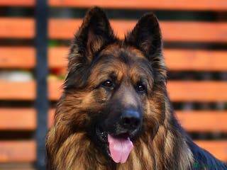German Shepherd dogs ADULT MALE LONGHAIRED GERMAN SHEPHERD KC REG - Advert 6
