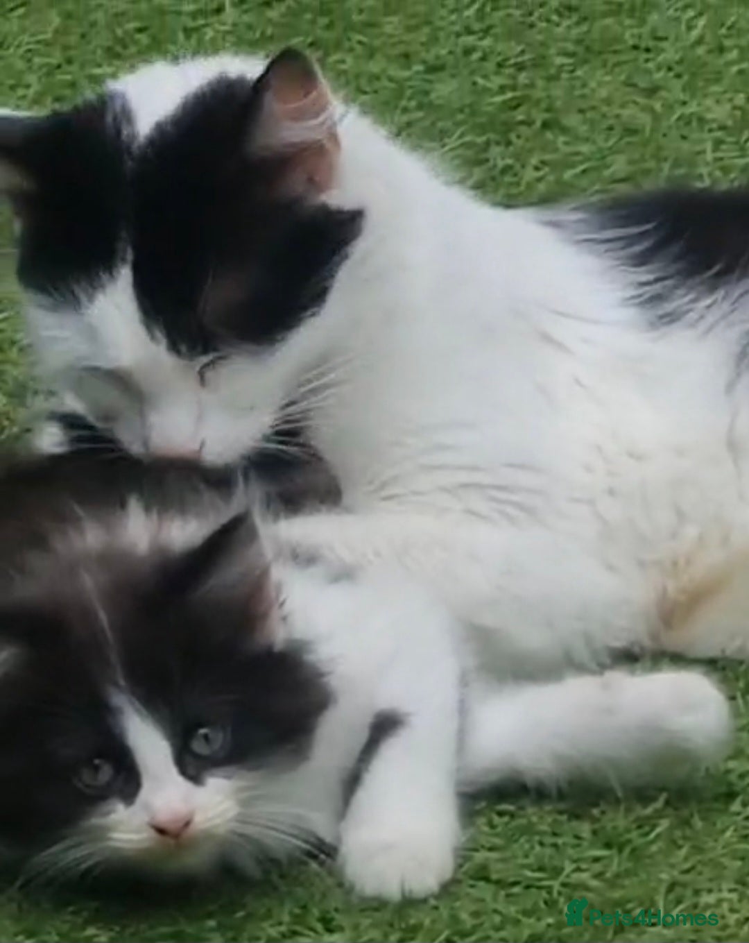 British Longhair cats for sale: 3 kittens available - Image 7
