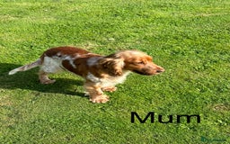 Cocker Spaniel dogs for sale: Extensively Health Tested KC Reg Puppies  - Image 25