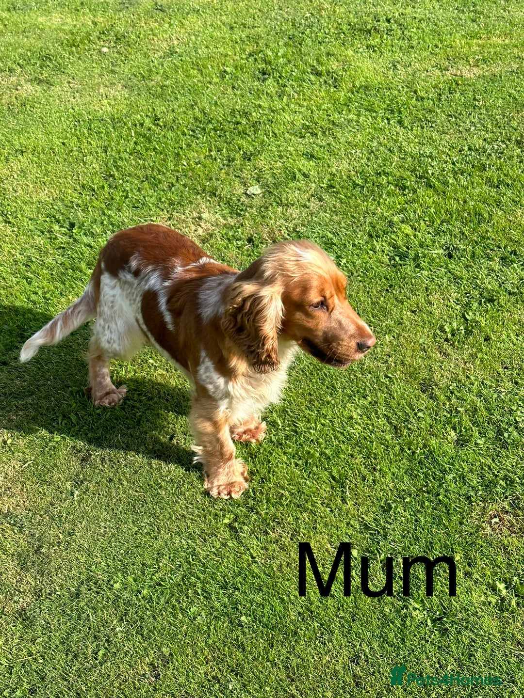 Cocker Spaniel dogs for sale: Extensively Health Tested KC Reg Puppies  - Image 25