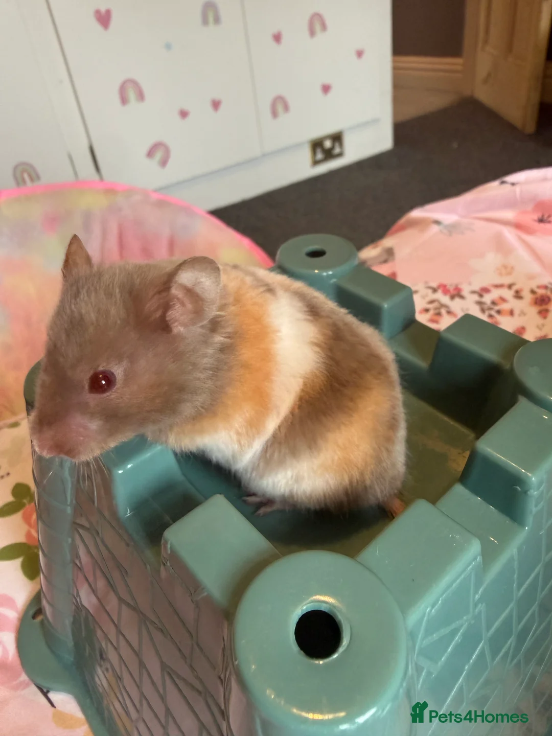 Hamster rodents for sale: Syrian hamster & full ethical set up x2 - Advert 2