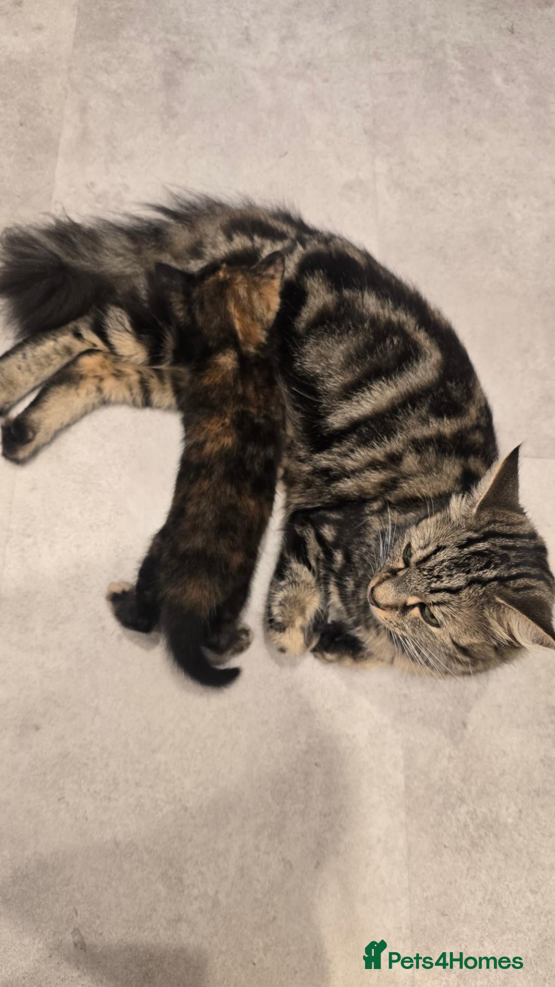 Mixed Breed cats Beautiful little girl  - Advert 7