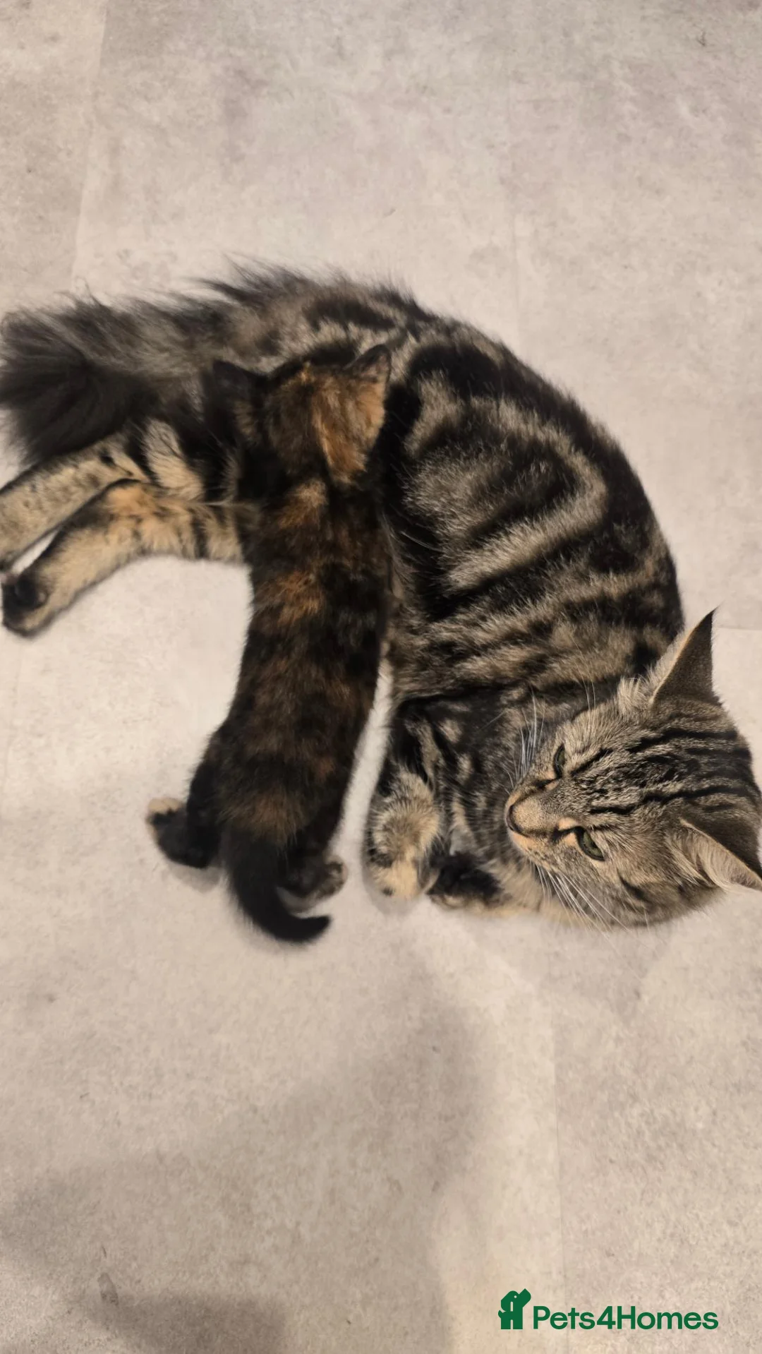Mixed Breed cats for sale: Beautiful little girl  - Advert 1