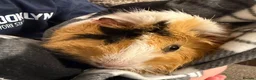 Guinea Pig rodents for sale: 2 Male Guinea Pigs in Ferryhill - Advert 2