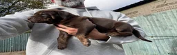 Mixed Breed dogs for sale: Mum bull mix dad European Doberman Bullderman pups in Swansea - Advert 4