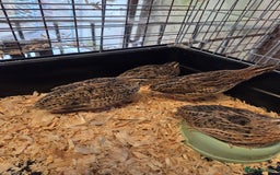 Quail poultry for sale: Japanese (Coturnix) quail point of lay - Image 1