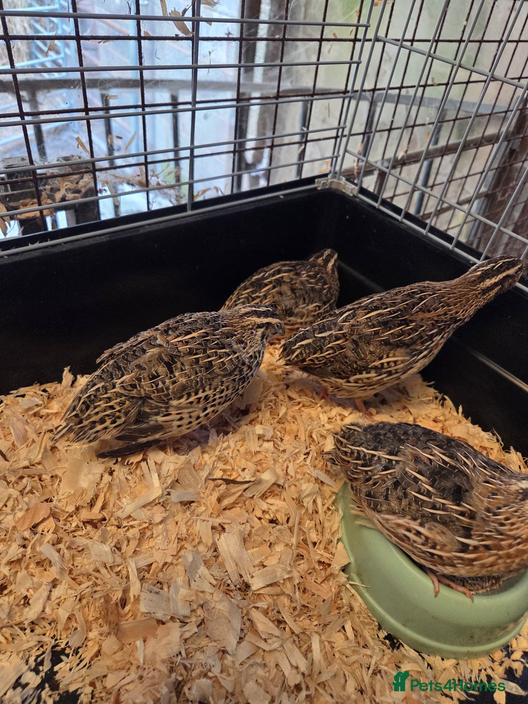 Quail poultry for sale: Japanese (Coturnix) quail point of lay - Image 1