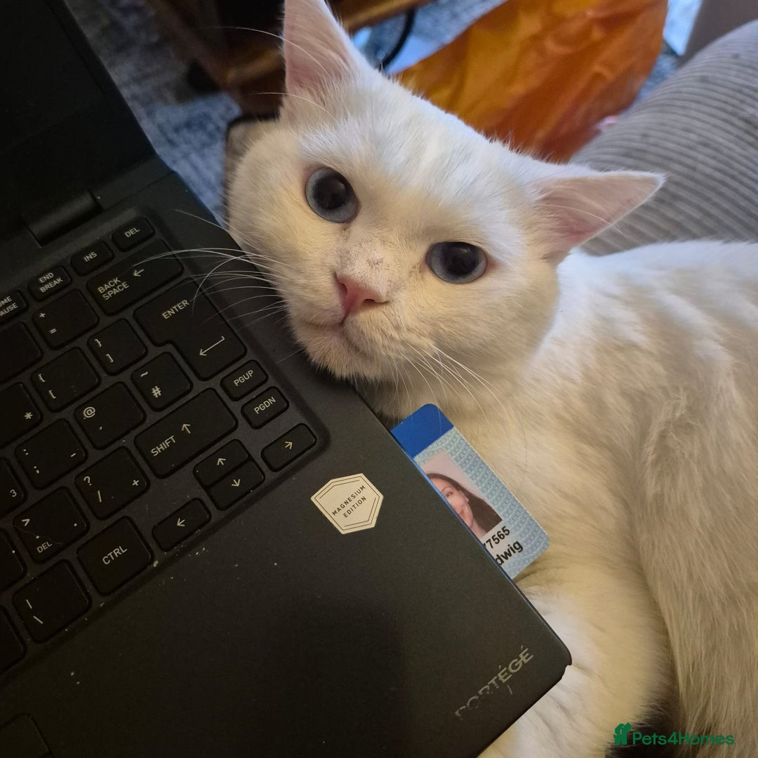 Mixed Breed cats for adoption: LENNON-MIX TURKISH ANGORA LIVELY BOY NEUTERED - Advert 11