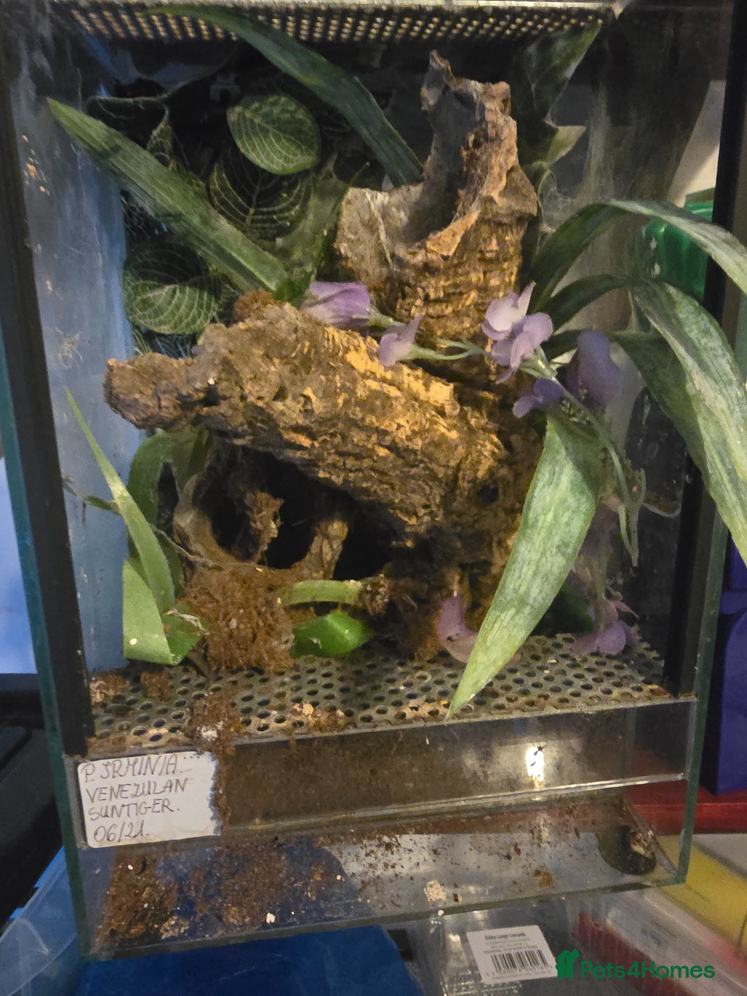 Mixed Breed reptiles for sale: Reptiles, Tarantulas & Enclosures for Sale in Bradford - Advert 23
