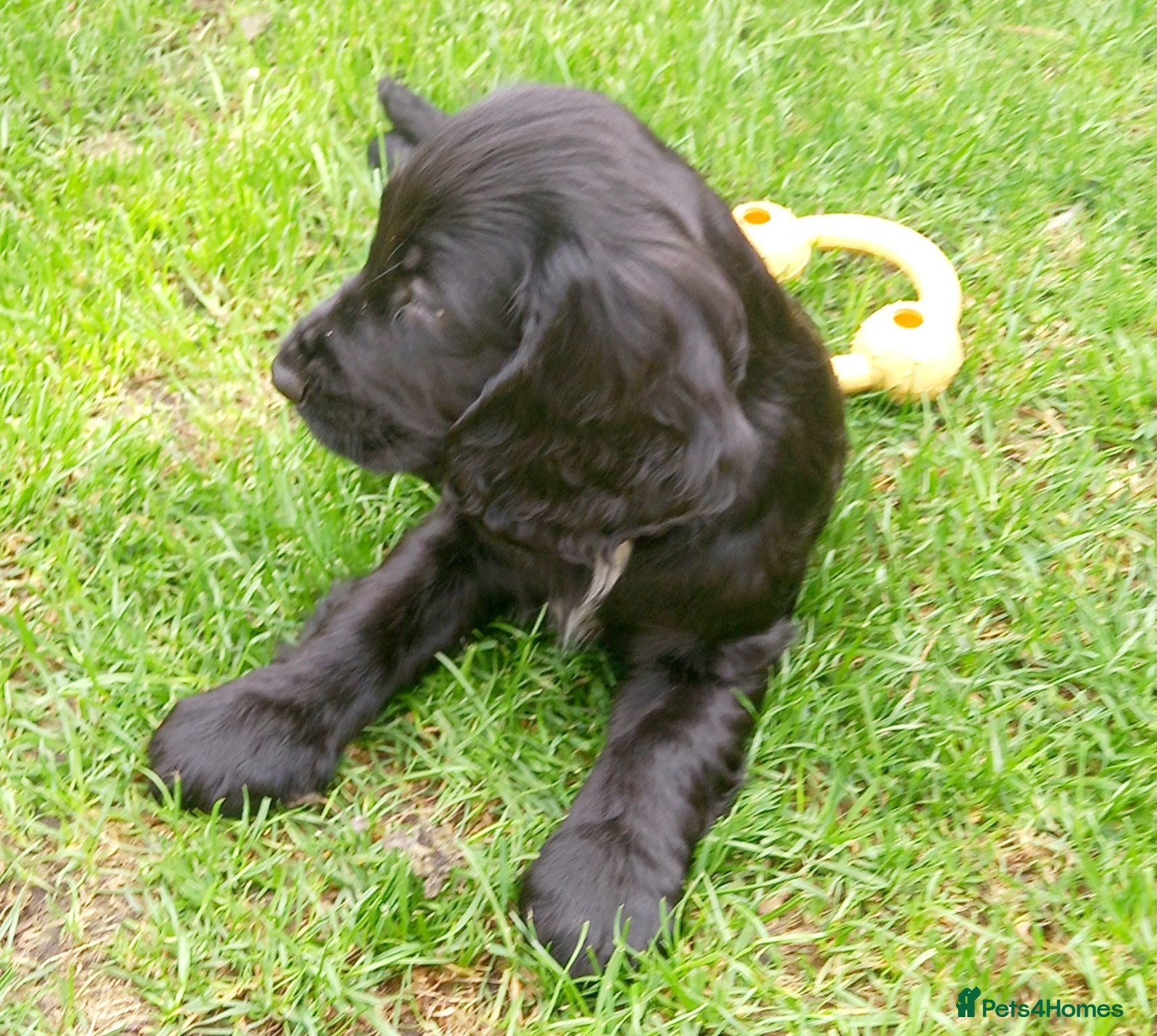 Cocker Spaniel dogs Beautiful Cocker spaniel puppies  - Advert 17