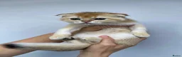 Scottish Fold cats for sale:  PUREBRED SCOTTISH FOLD GOLDEN CHINCHILLA KITTENS  - Advert 11