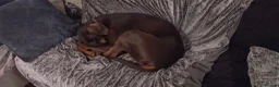 Dobermann dogs for sale: Dobermann adult for sale in Ware - Advert 4