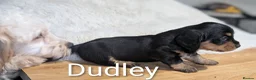 Mixed Breed dogs for sale: Daxiepoo, dachshund/cockapoo . Beautiful puppies - Advert 7