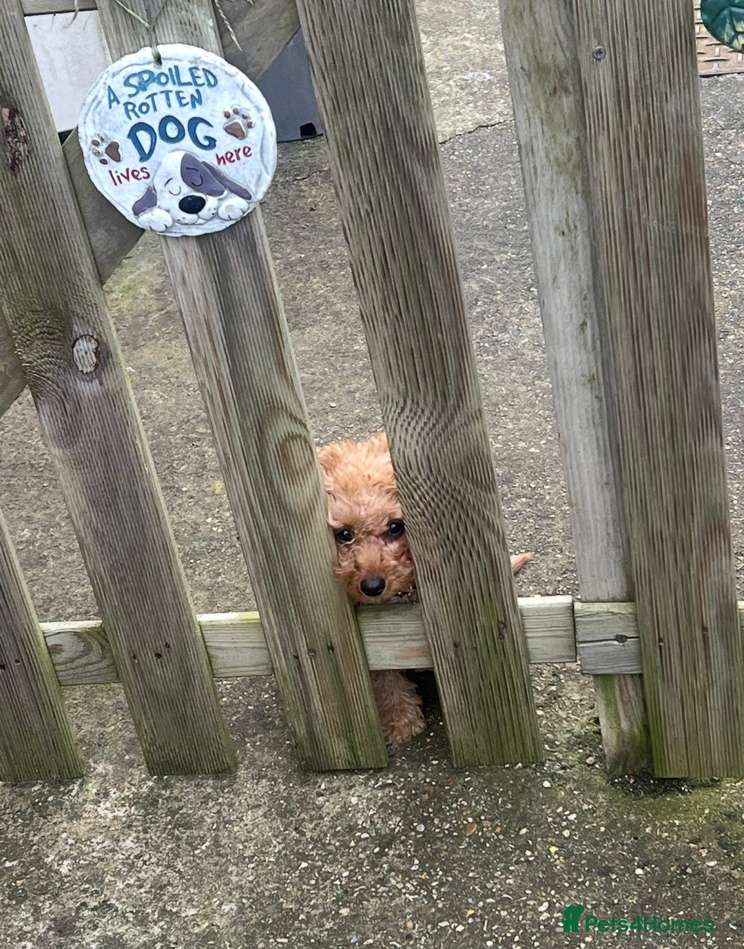 Cavapoo dogs for sale: HEARTBREAKING DECISION - 7 MONTH OLD TOY  CAVAPOO - Image 4