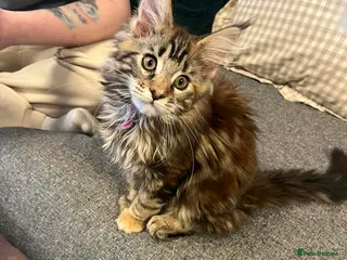 Maine Coon cats Pure Maine Coon Kittens **LAST ONE** - Advert 6