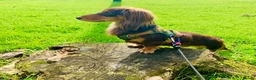 Miniature Dachshund dogs for stud: Long haired Kaneishan daschund stud  - Advert 18