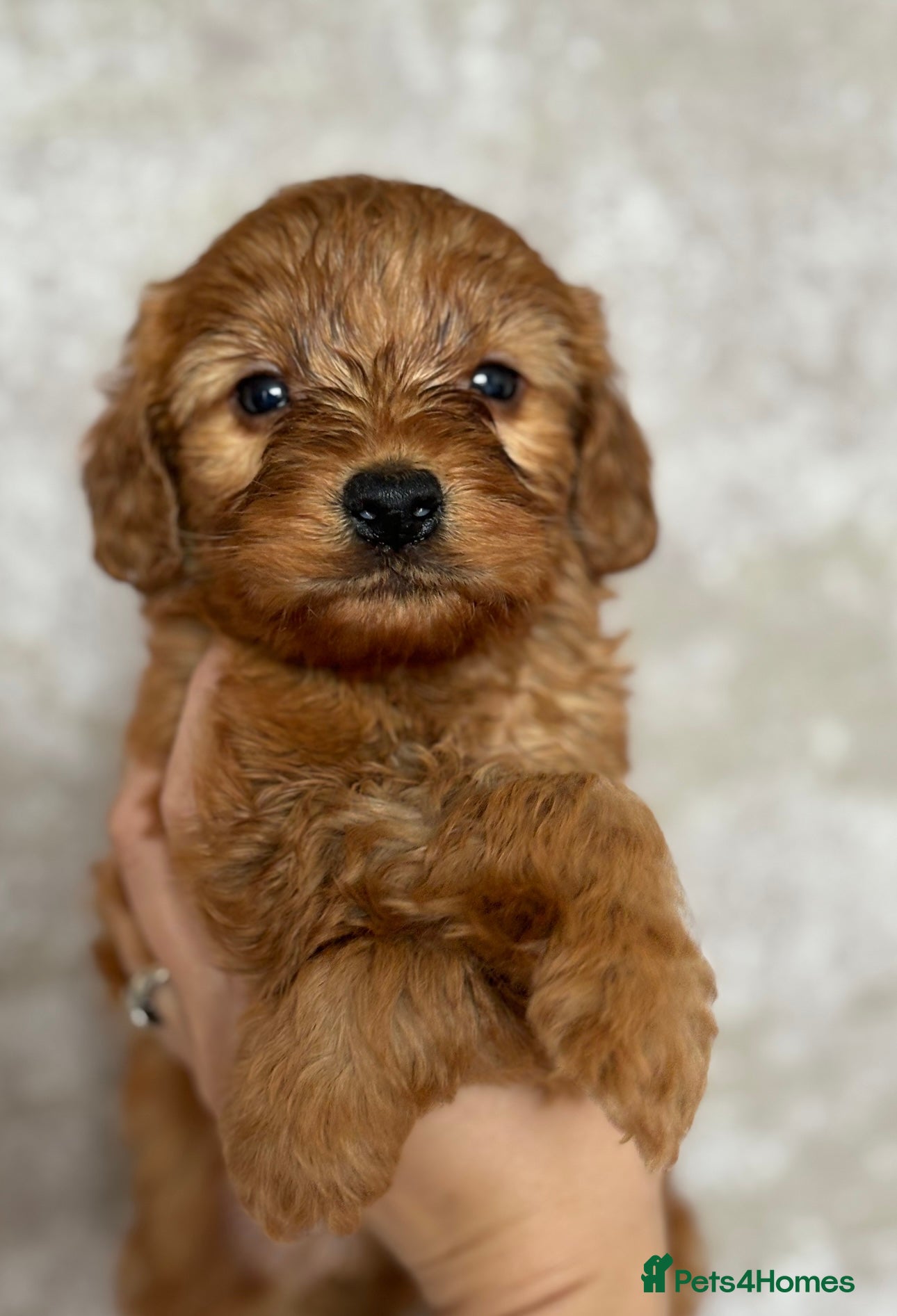 Cockapoo dogs Cockapoo puppies from a family home  - Advert 15